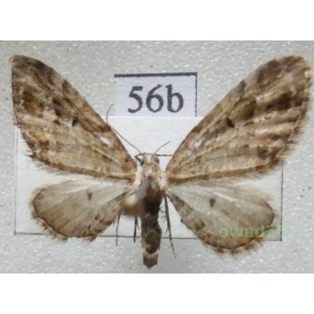Eupithecia exiguata (Hübner, 1813) Czech56b